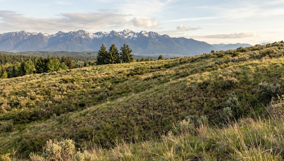 Hillside lot in Washington showing slope that affects building feasibility